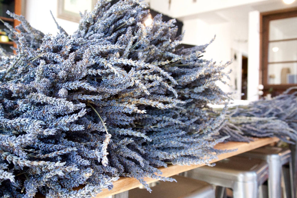 Lavande française Grosso séchée et parfumée