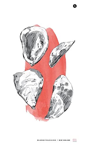 Guide de terrain de la Nouvelle-Angleterre