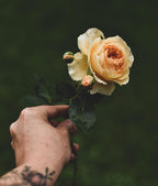 Livre de fleurs de roses