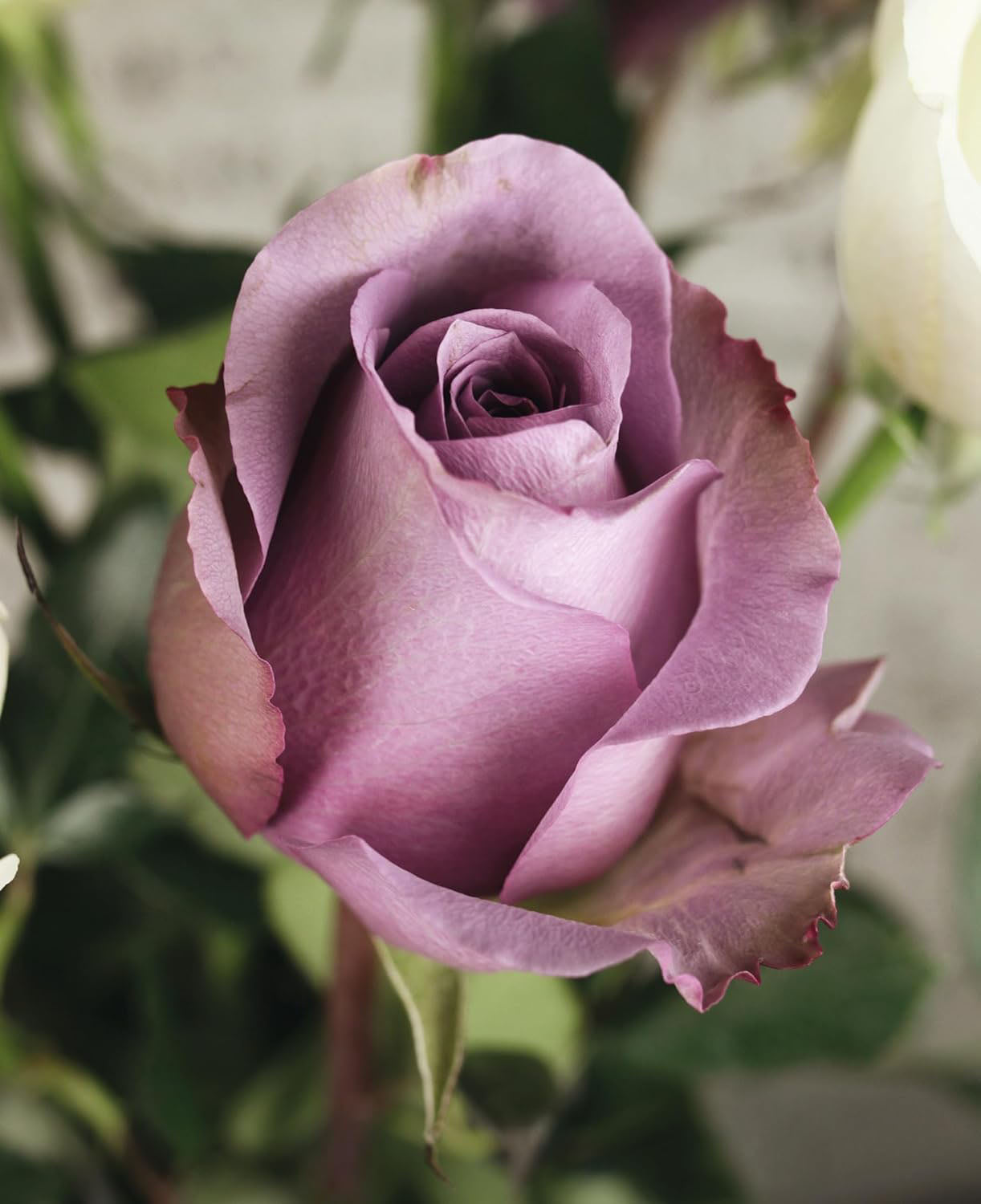 Livre de fleurs de roses