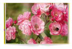 Livre de fleurs de roses