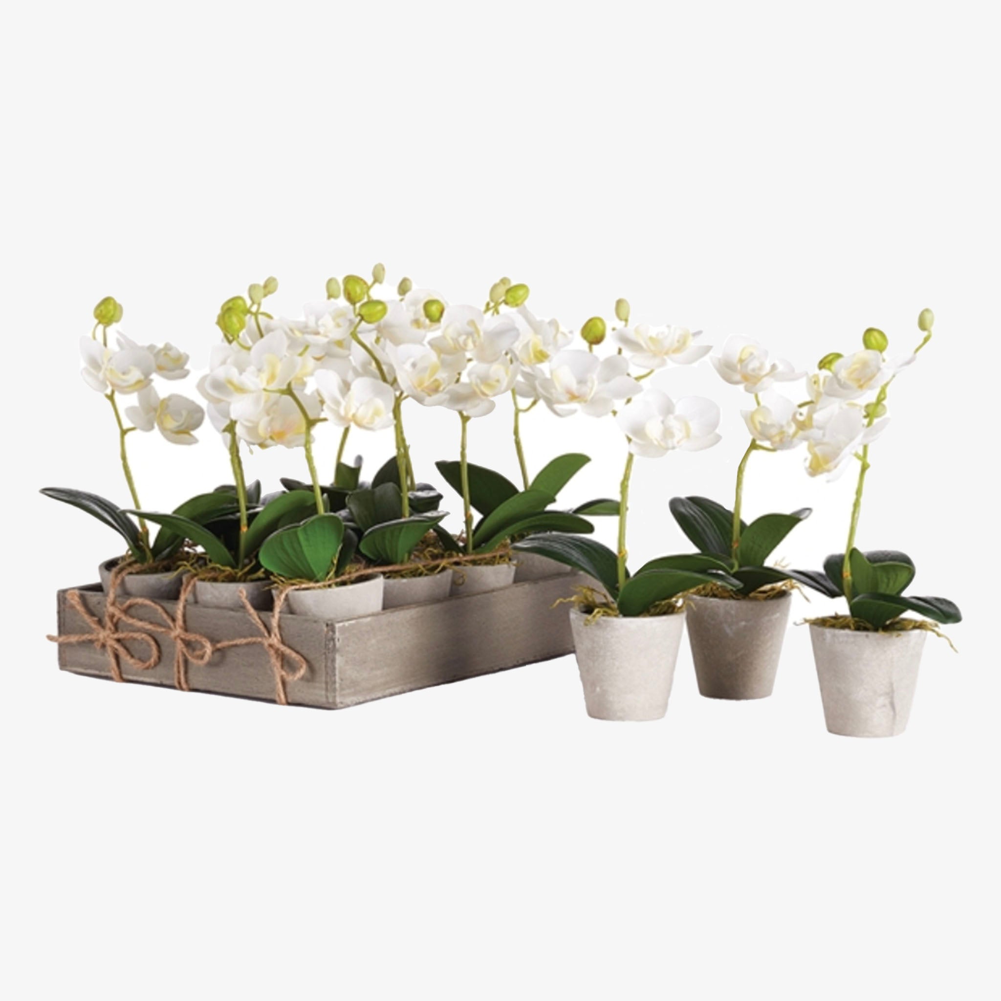 Mini-orchidée Phalaenopsis en pot de 9 pouces 