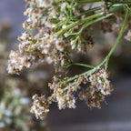 Abigail Ahern Faux Buddleia en naturel