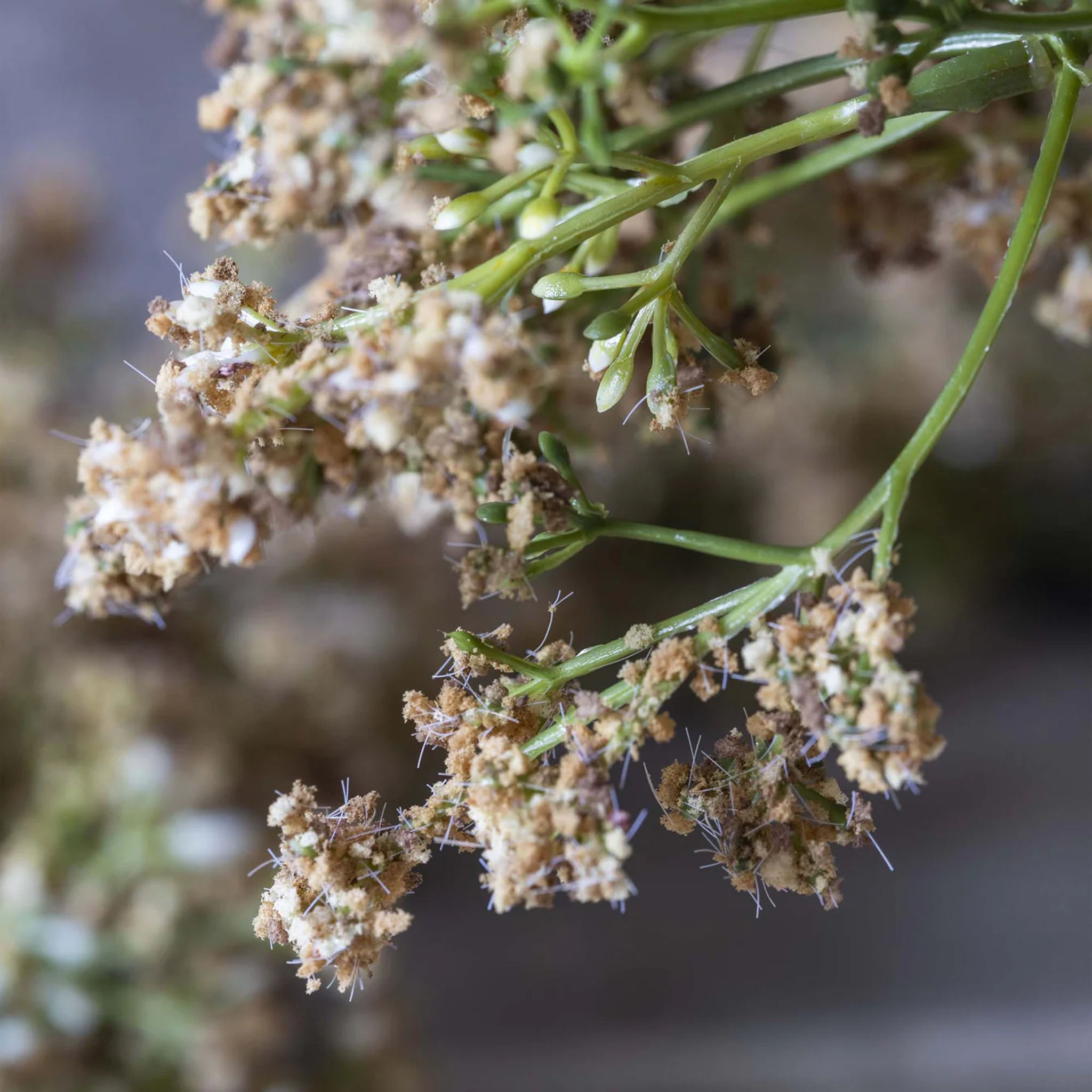 Abigail Ahern Faux Buddleia en naturel