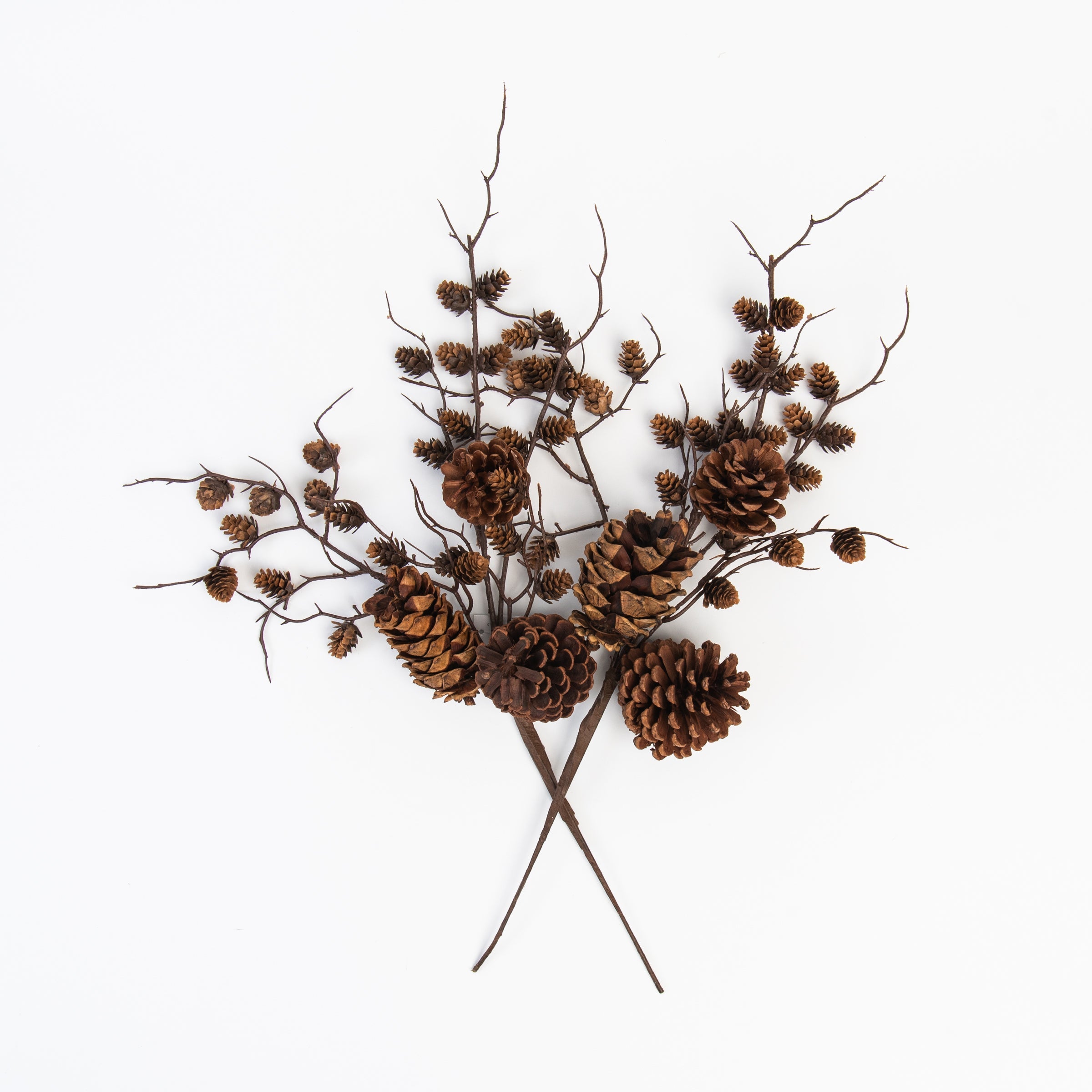 Pomme de pin et tige de brindille