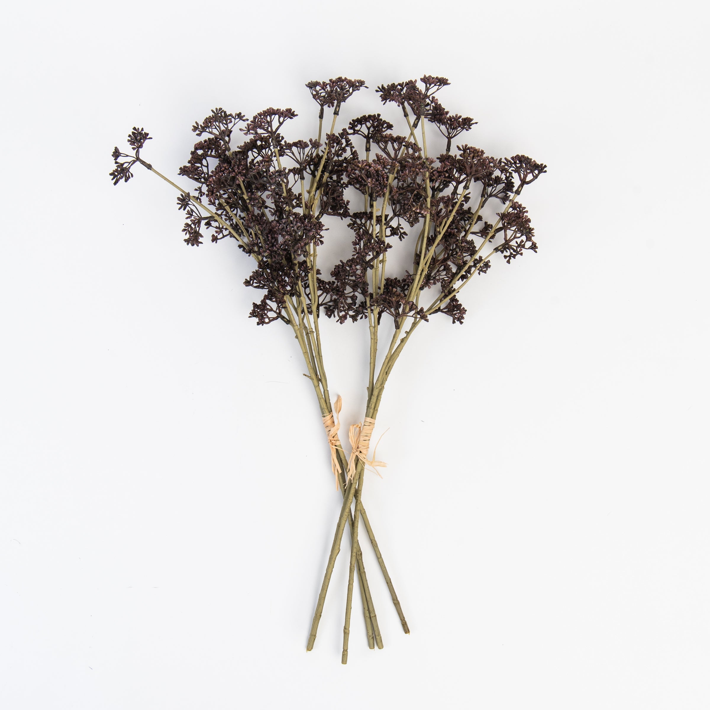 Spray de sedum auburn