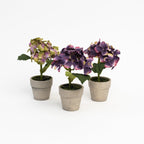 6,5 Mini hortensia en pot couleur lavande 