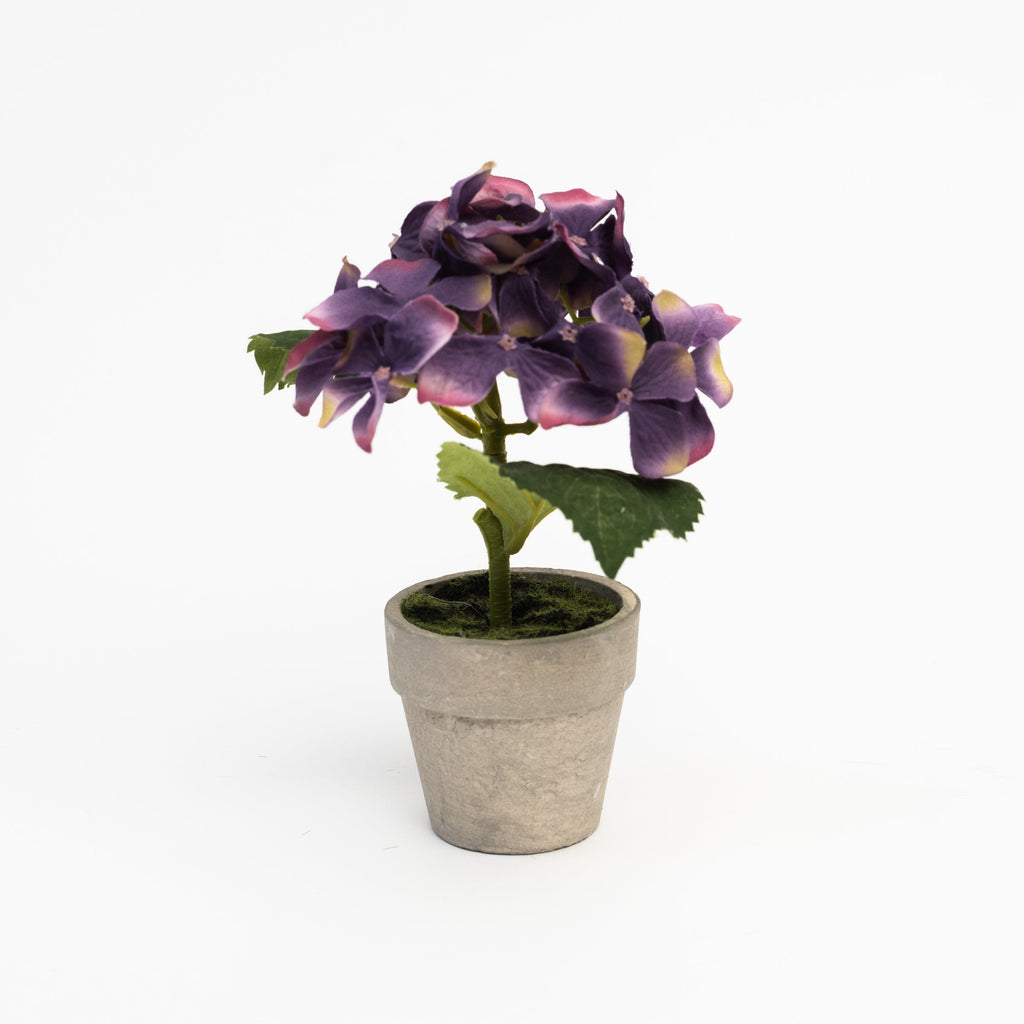 6,5 Mini hortensia en pot couleur lavande 