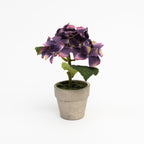 6,5 Mini hortensia en pot couleur lavande 