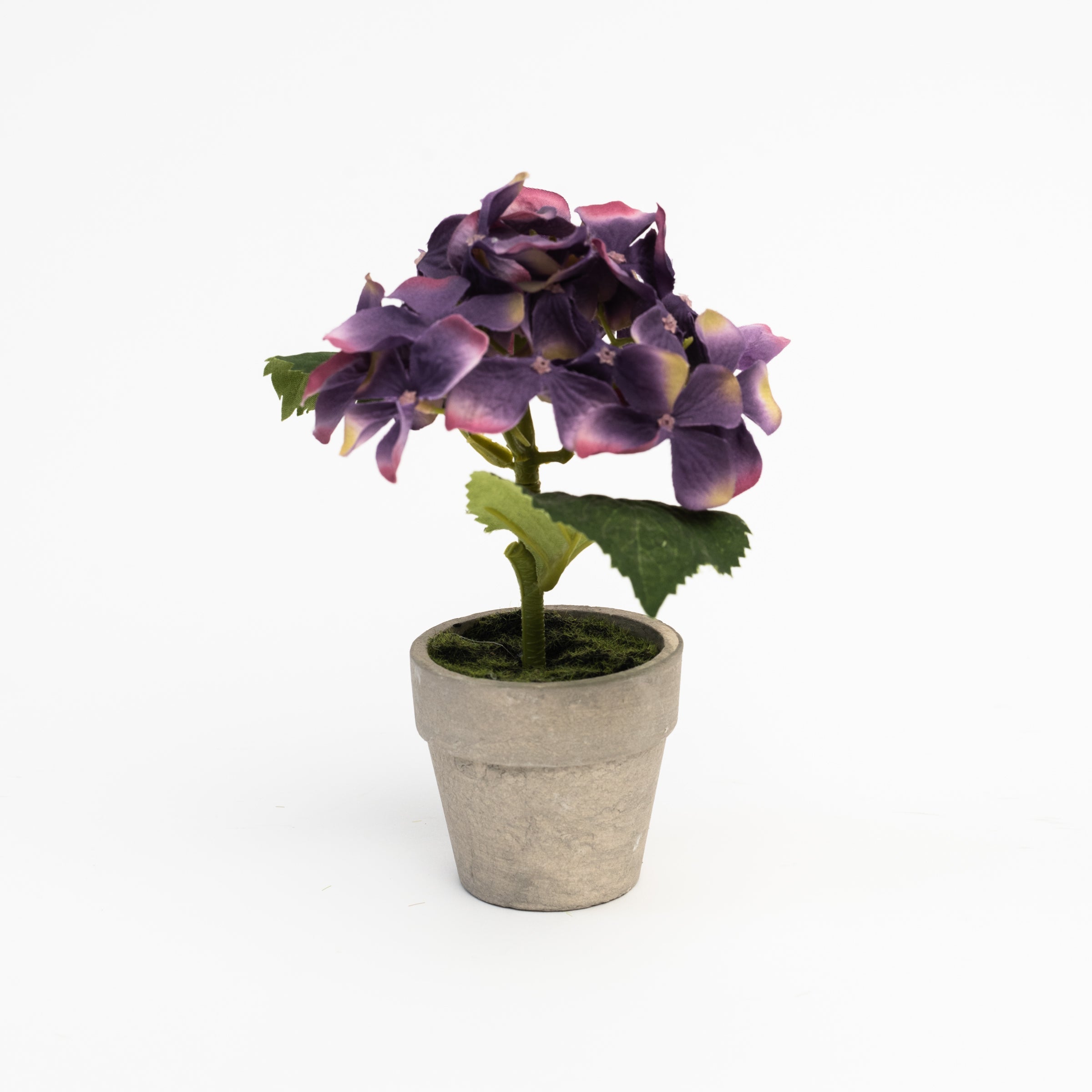 6,5 Mini hortensia en pot couleur lavande 