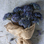 Abigail Ahern Faux Trachelium mauve 