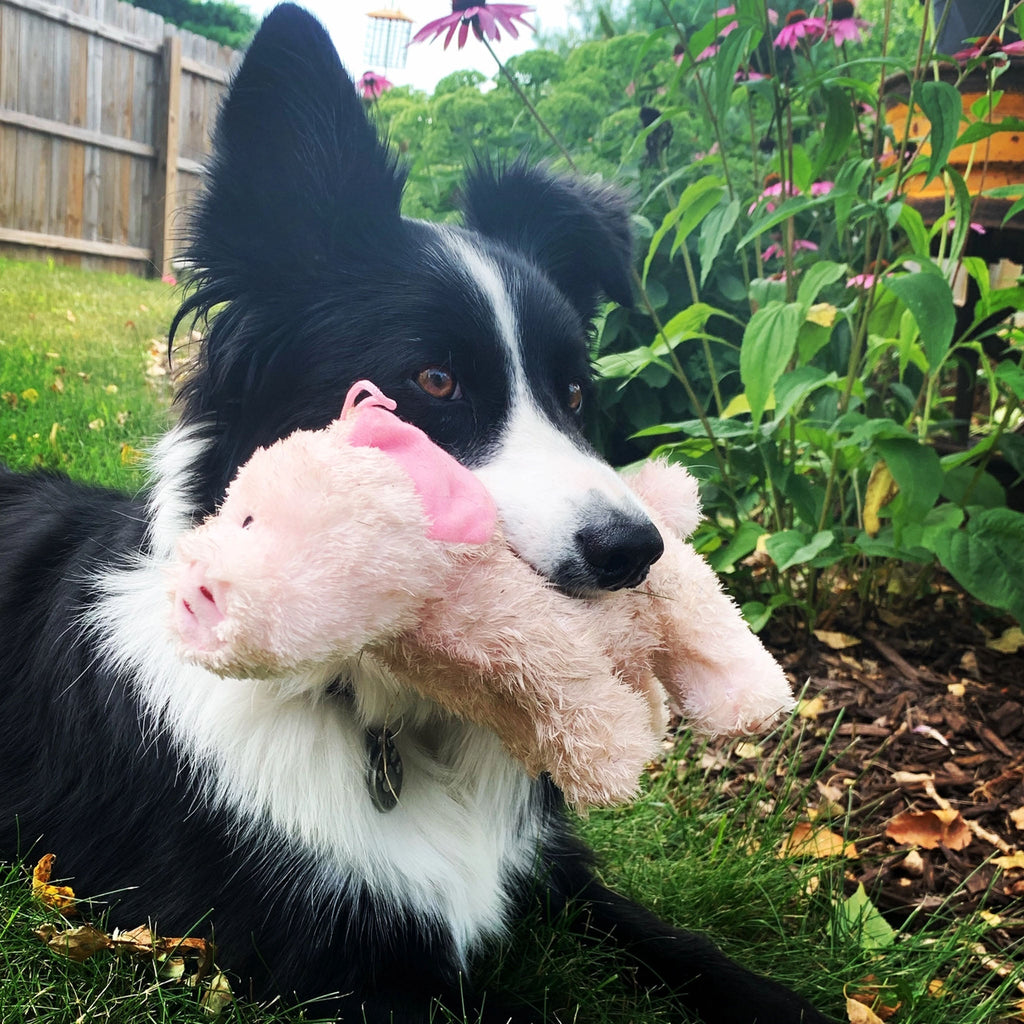Jouet pour chien Cochon Baller de la Ferme