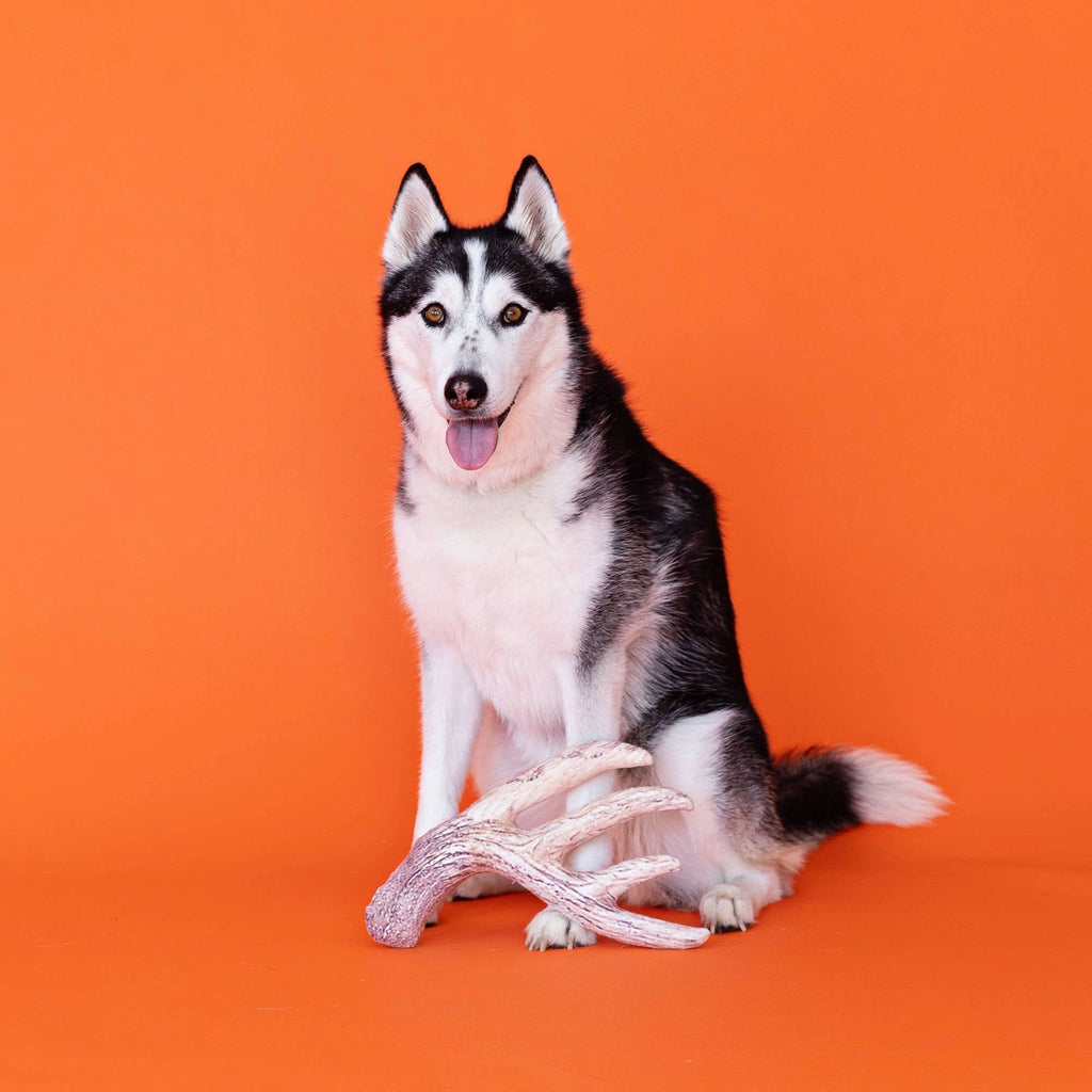 Peluche Nice Rack pour chien