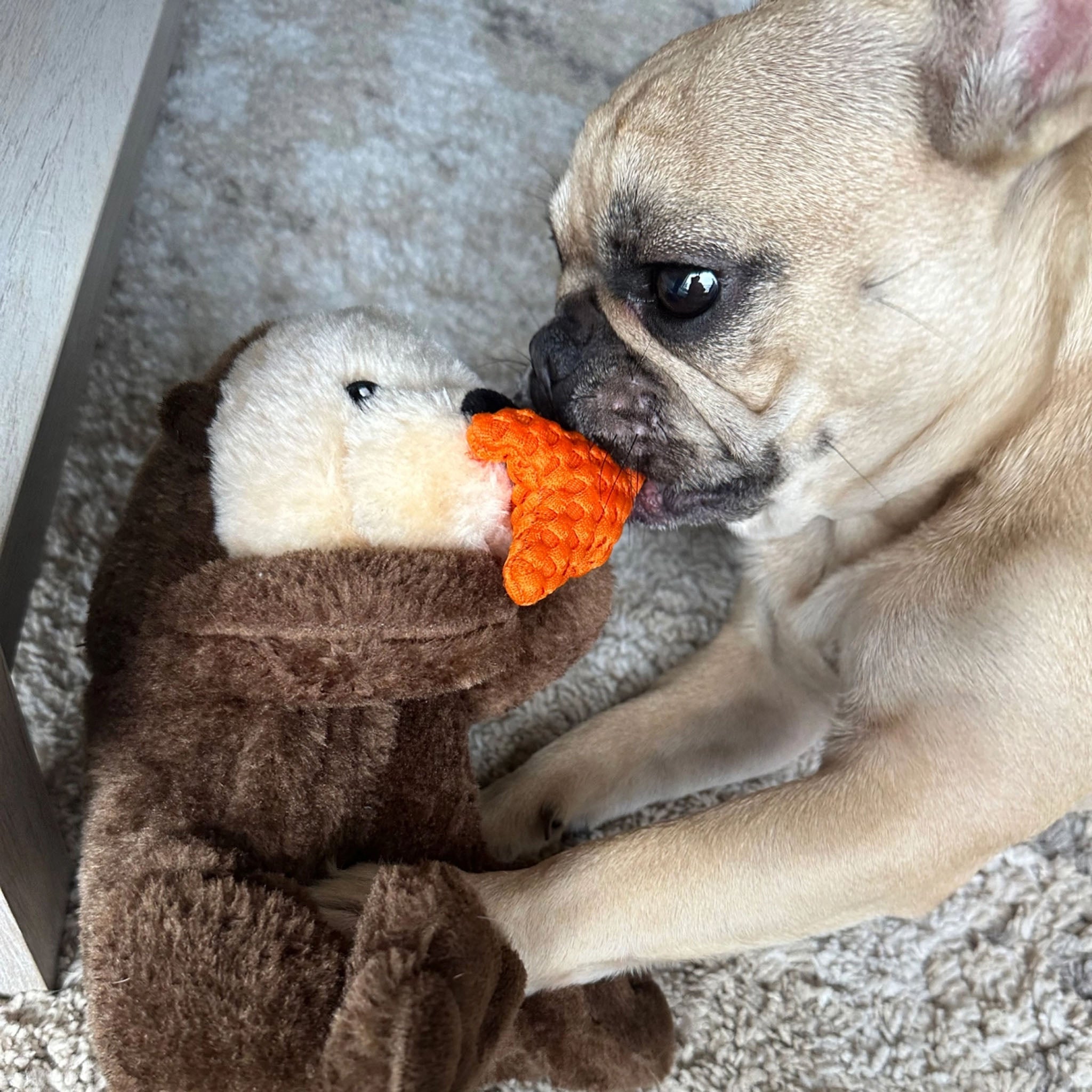 Jouet pour chien en corde en forme de loutre