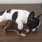 Mon meilleur ami, le jouet pour chien écureuil