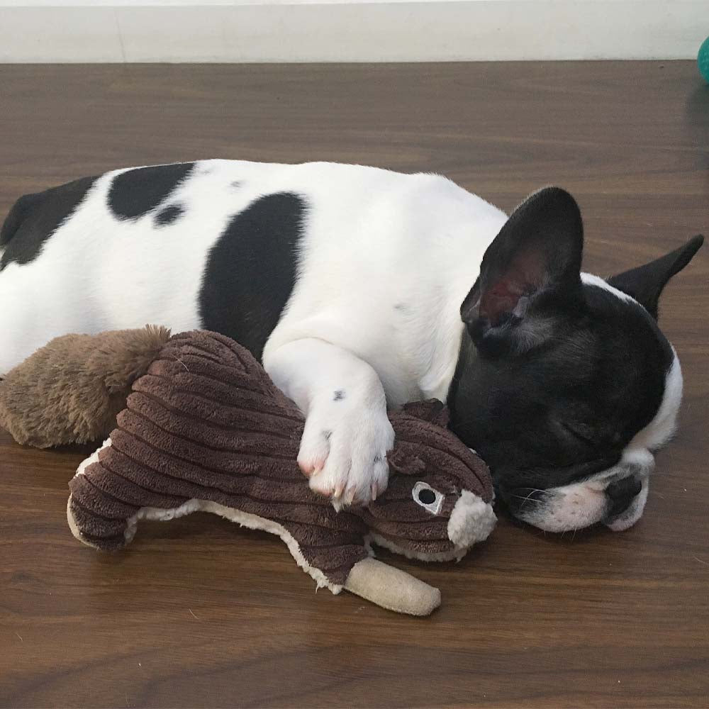 Mon meilleur ami, le jouet pour chien écureuil