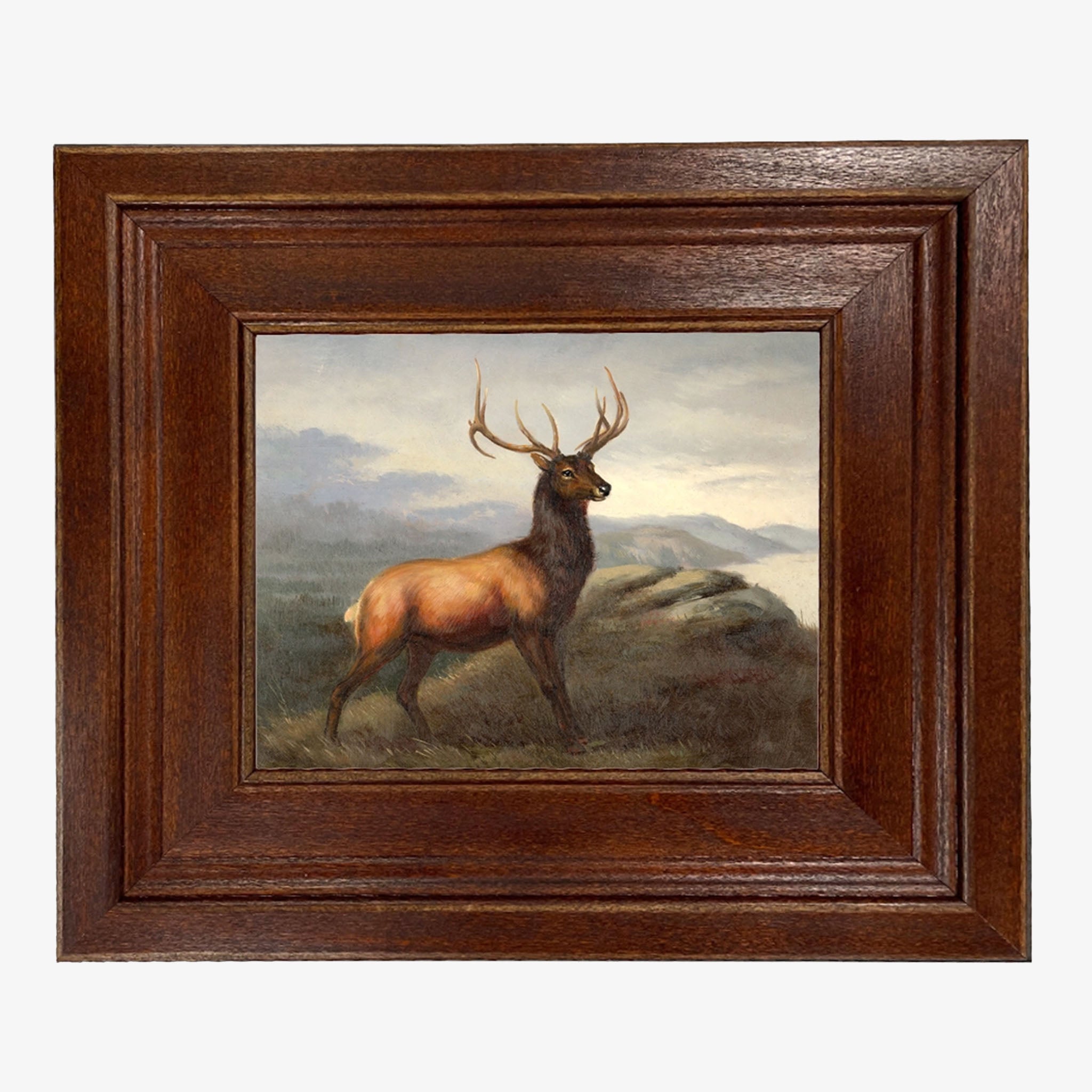 Illustration vintage de cerf à queue blanche