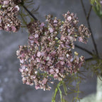 Fleur d'aneth artificielle Abigail Ahern